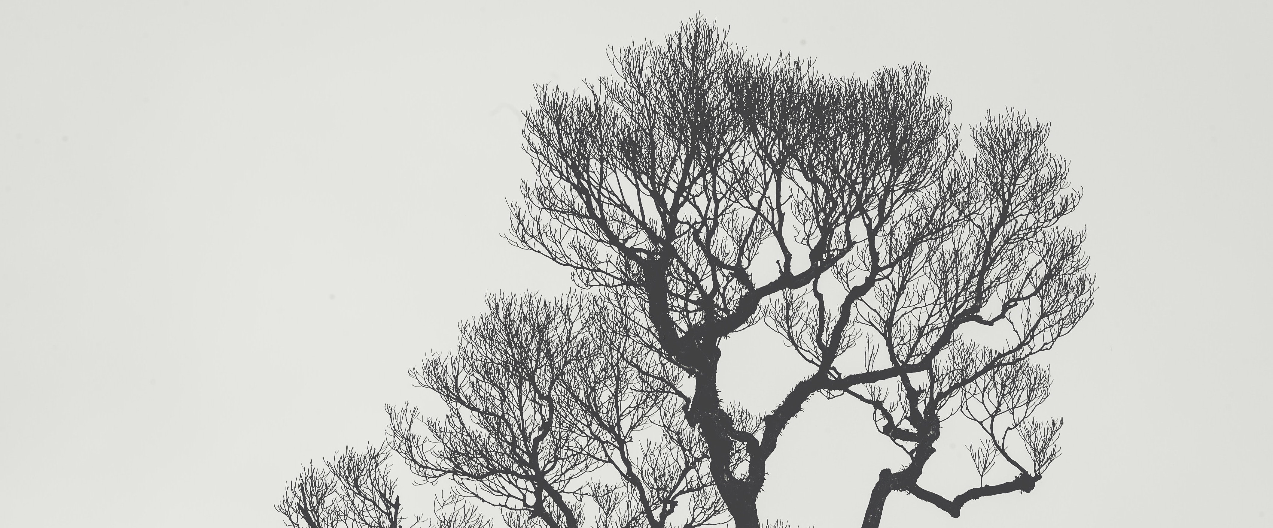 Rooted: In A Lifestyle Of Discipleship